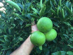 Agroalimentare, è nata la Consulta nazionale dei Distretti del Cibo, presidente il siciliano Angelo Barone