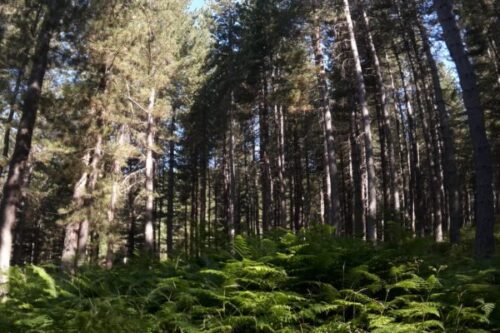 Ritardi nell’avvio della campagna forestale, martedì 27 aprile la mobilitazione di sindacati e lavoratori sotto la Prefettura