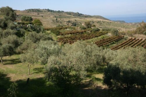 Halarà, un progetto per tre nuovi vini