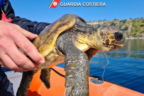 Difesa fauna marina: recuperata una tartaruga ferita e liberata una guarita