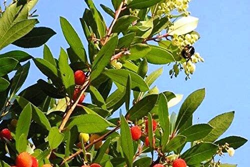 Avola. Prevenzioni incendi