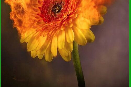 Emergenza incendi in Sicilia