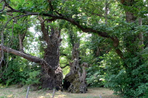 Ambiente, è il “Castagno dei 100 cavalli” l’albero dell’anno 2021