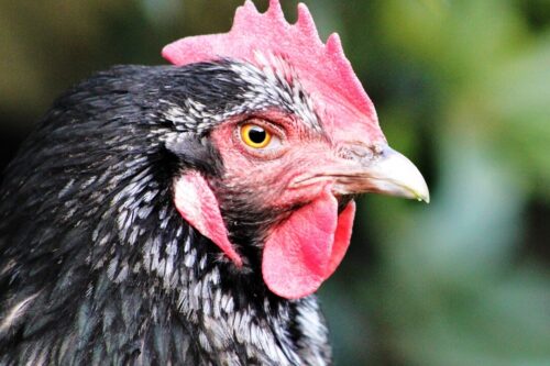 Catturato pollo al Pentagono