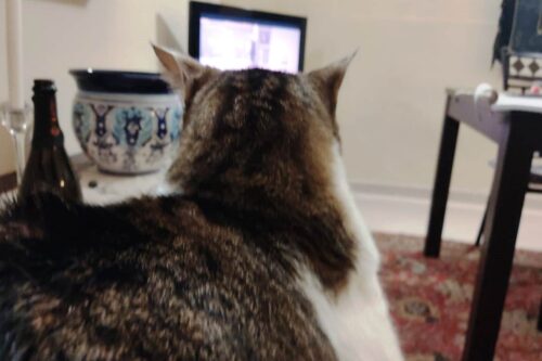 finisce l’obbligo della vaccinazione per gli ultra cinquantenni