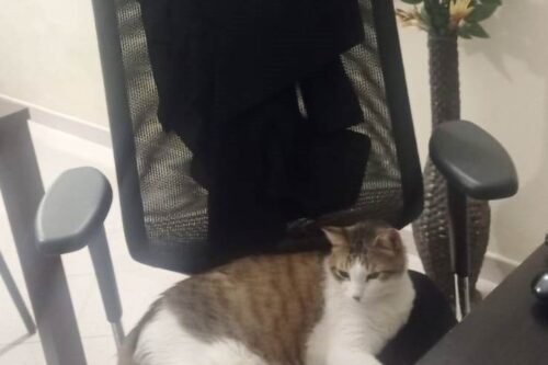 Al Majorana, la carica dei centisti: 40 di cui 21 con lode!