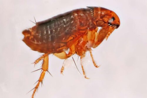 XIII Congresso Regionale della Società Italiana di Malattie Infettive e Tropicali (SIMIT)