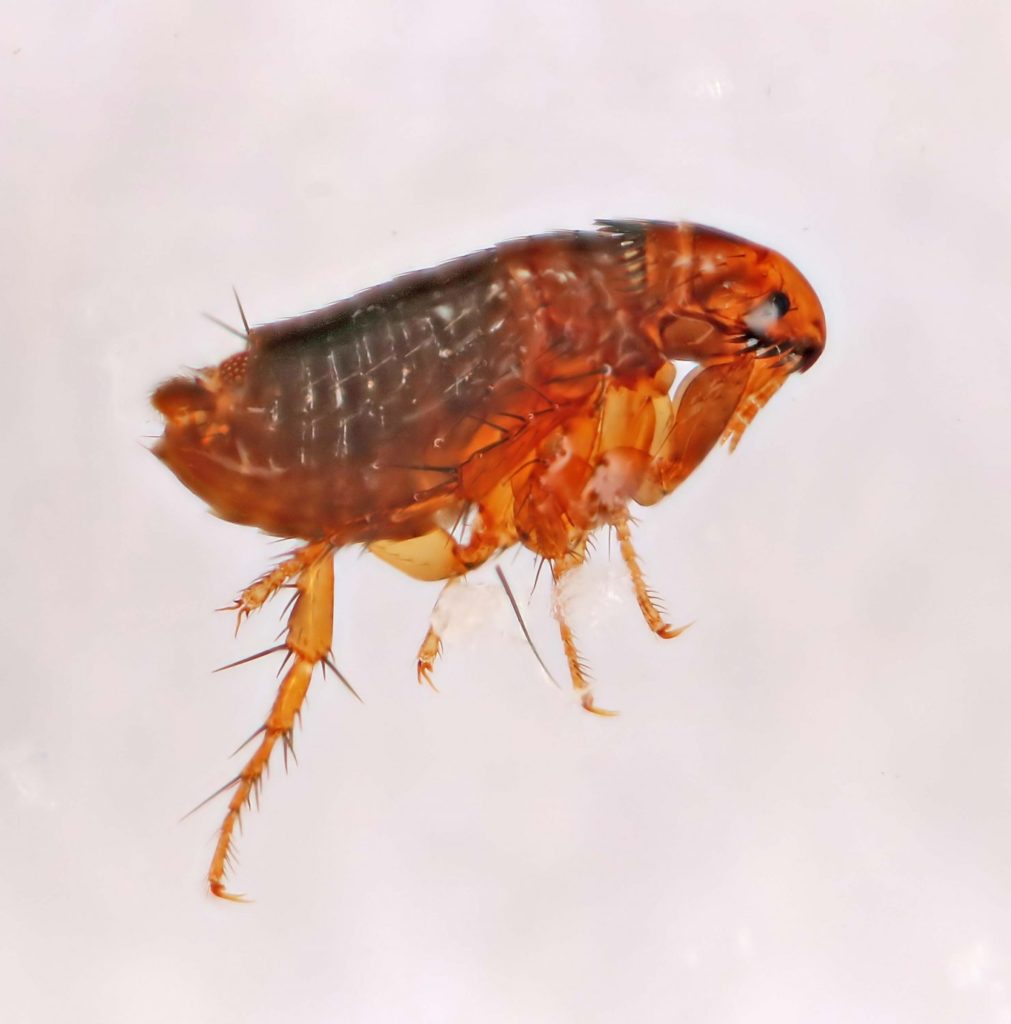 XIII Congresso Regionale della Società Italiana di Malattie Infettive e Tropicali (SIMIT)