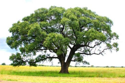 Polizia metropolitana di Messina, cerimonia di messa a dimora dell’albero di Falcone