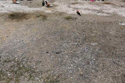 LINEA TRANVIARIA – Forti dubbi sul binario unico ATM S.p.A. faccia chiarezza sulla ristrutturazione delle vetture