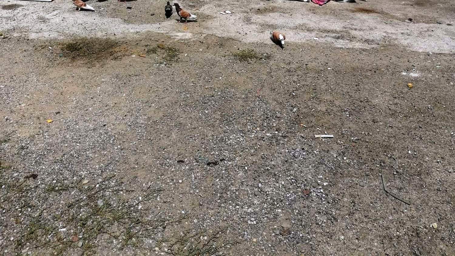 LINEA TRANVIARIA – Forti dubbi sul binario unico ATM S.p.A. faccia chiarezza sulla ristrutturazione delle vetture