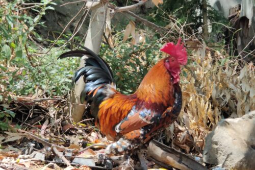 Un gallo che vive al Curvone Gazzi