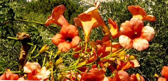 Da Pordenone fino a Messina le otto piazze dell’orgoglio