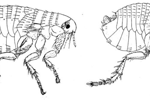 Stranizza di munnizza