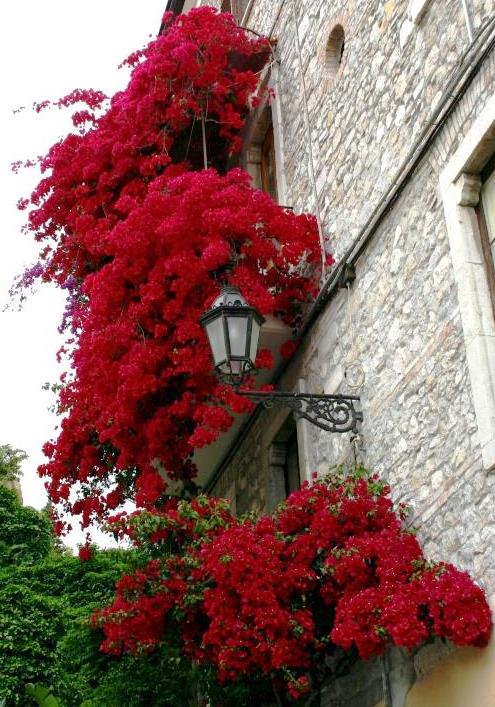 CIAO GRANDE “CATTIVO MAESTRO”