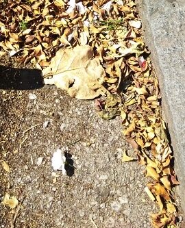 Migranti, nuovo naufragio sulla rotta della disperazione