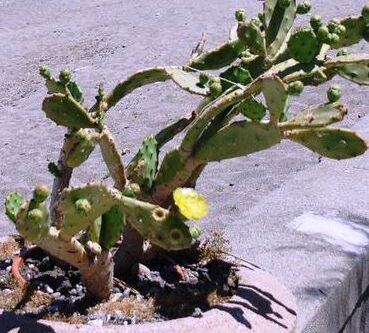 Osservazione alla Valutazione d’impatto ambientale del Ponte sullo Stretto