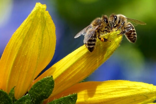 Messina, Festa delle api