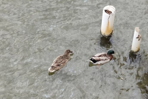 Essere senza possedere