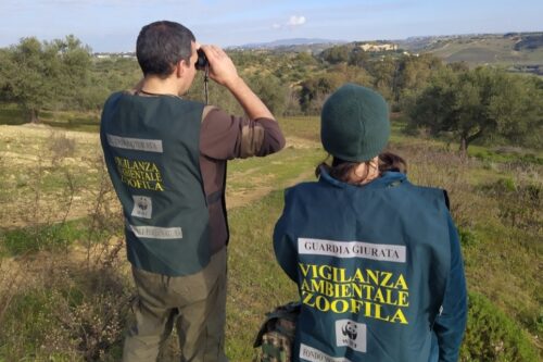 SPARAVANO AI CONIGLI NONOSTANTE LA CACCIA  SOSPESA DAL TAR: DUE CACCIATORI CONDANNATI DAL TRIBUNALE DI CALTANISSETTA