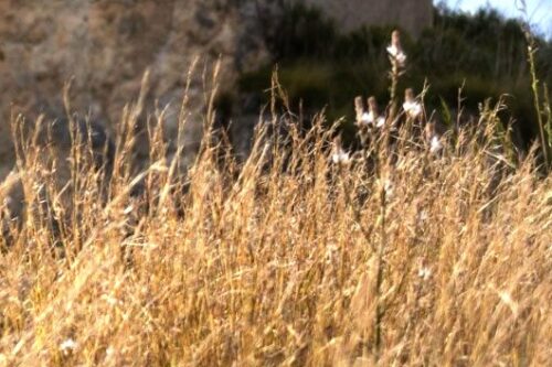 IL RAZIONAMENTO IDRICO DI BASILE NON FUNZIONA