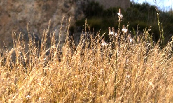 IL RAZIONAMENTO IDRICO DI BASILE NON FUNZIONA