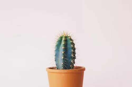 Difendere e preservare le università palestinesi. Lettera aperta da Gaza