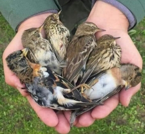 “Fermate la caccia! Basta sparare ad inermi esseri viventi già peraltro decimati da siccità e incendi”