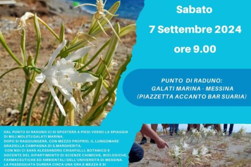LA FIORITURA DEL GIGLIO DI MARE