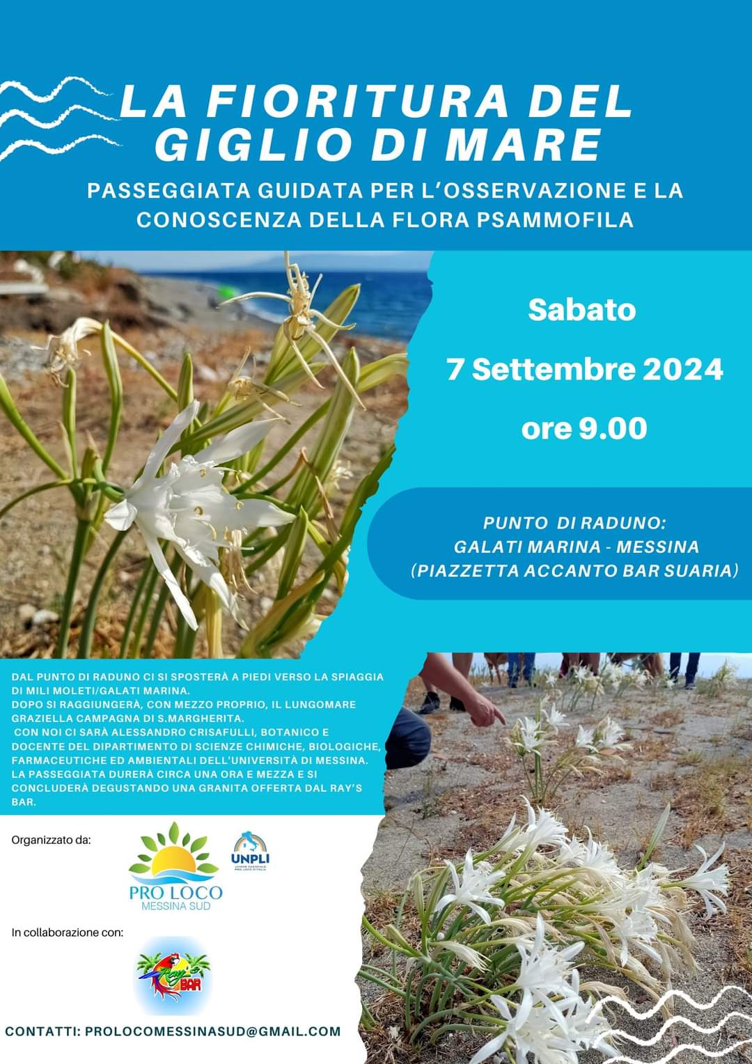 LA FIORITURA DEL GIGLIO DI MARE