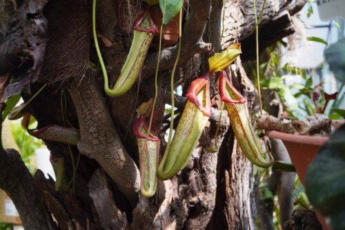 “Piante Carnivore”: 13°incontro