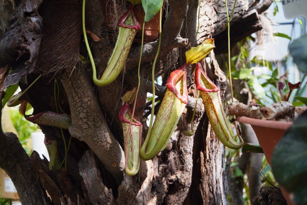 “Piante Carnivore”: 13°incontro