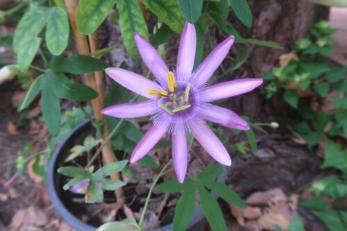 “Passiflore: fiori dal grande fascino”