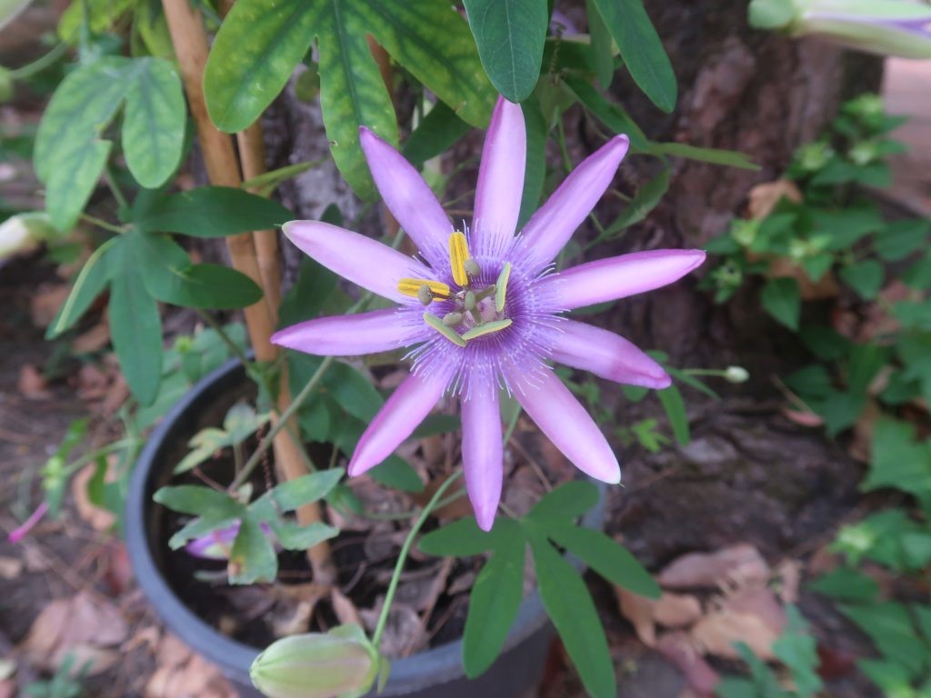 “Passiflore: fiori dal grande fascino”