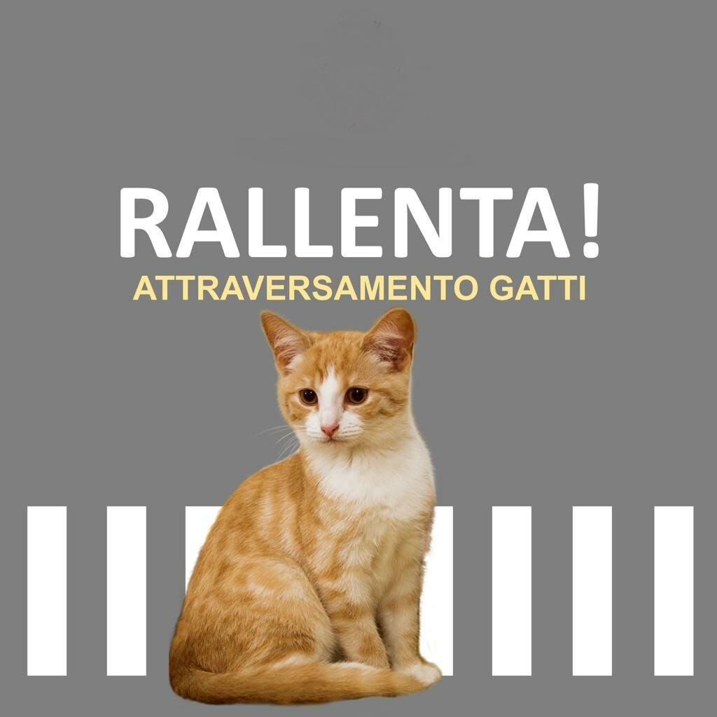 CATANIA: CONTINUI INCIDENTI DI GATTI, E DI ALTRI ANIMALI