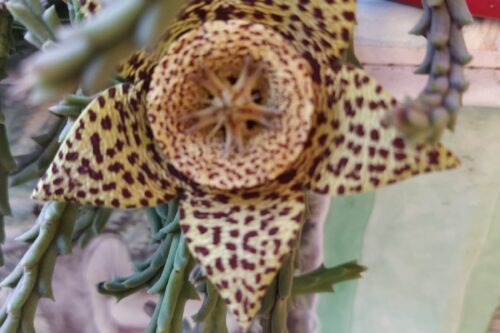 Israele, un lupo travestito da agnello