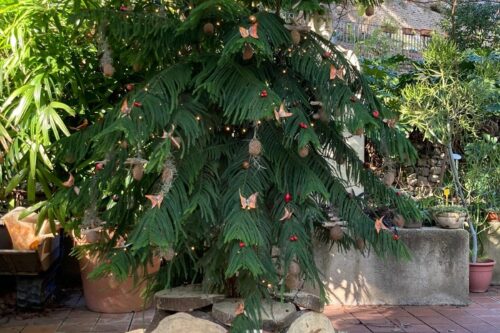 Felice 2025 dallo staff dell’Orto Botanico “Pietro Castelli”