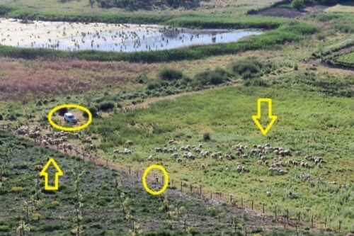 PASCOLO ABUSIVO NELLA RISERVA DEL LAGO SOPRANO DI SERRADIFALCO (CL)