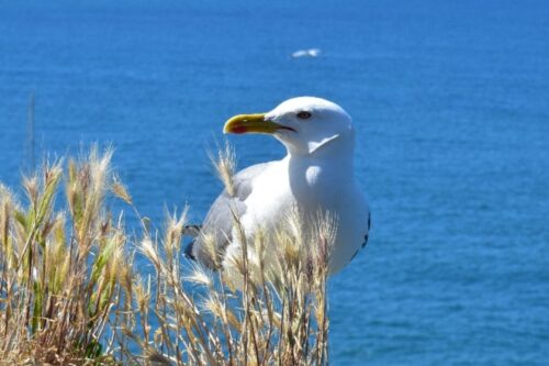 La cancellazione dell’addizionale comunale è legge