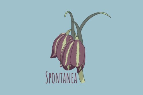 “Spontanea”
