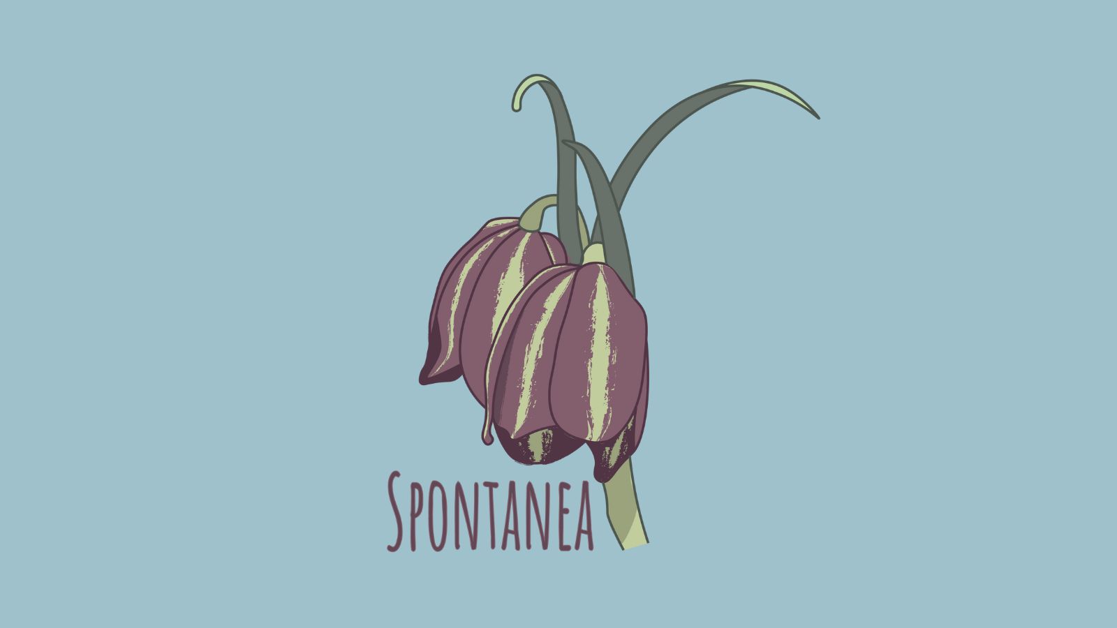 “Spontanea”