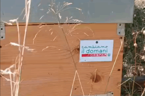 Il progetto “Case delle Api Despar” approda a Messina