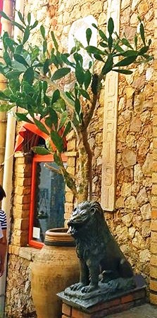 Gli ulivi non muoiono in silenzio