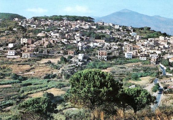 Fine campagna di raccolta nocciole nei Nebrodi: annata difficile