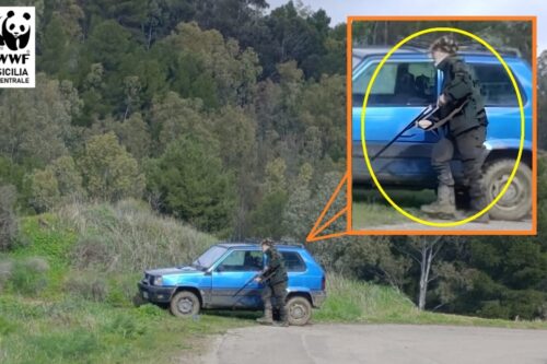 CACCIA, IL WWF DENUNCIA ESCALATION DI ILLEGALITÀ VENATORIE E RISCHI PER LA SICUREZZA PUBBLICA