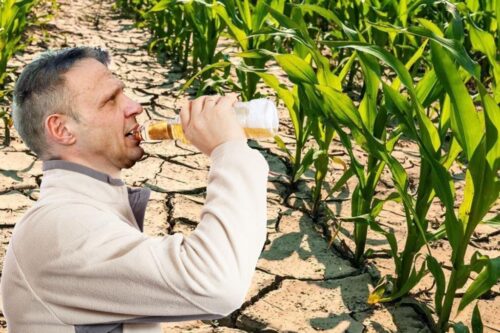 Il boicottaggio funziona: l’agricoltura israeliana in crisi tra arance invendute e raccolti distrutti