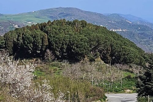 Montalbano Elicona, finanziata la rigenerazione della pineta di San Teodoro