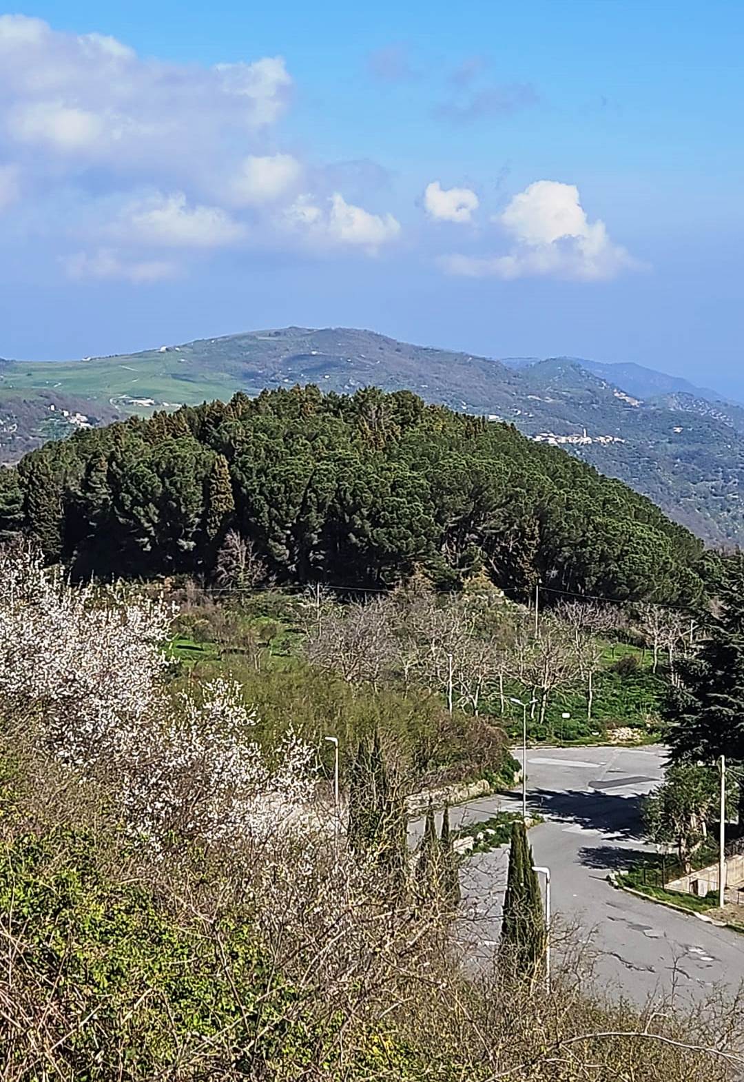 Montalbano Elicona, finanziata la rigenerazione della pineta di San Teodoro