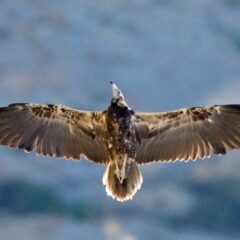 il giovane Capovaccaio torna a volare nei cieli siciliani