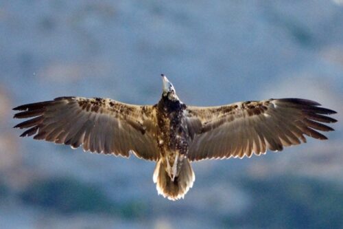 il giovane Capovaccaio torna a volare nei cieli siciliani